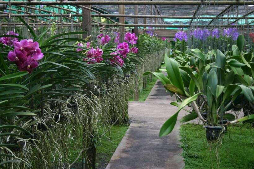 Chiang Mai: Doi Suthep, Orchid Farm and Waterfall With Lunch - Visiting Wat Phra That Doi Suthep