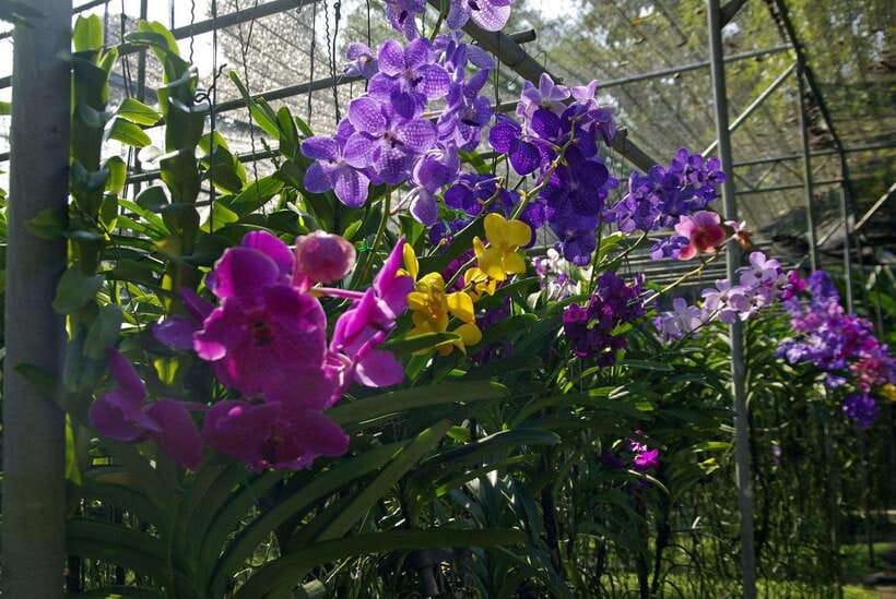 Chiang Mai: Doi Suthep, Orchid Farm and Waterfall With Lunch - Exploring Bai Orchid & Butterfly Farm