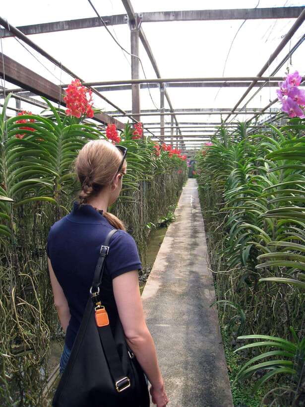 Chiang Mai: Doi Suthep, Orchid Farm and Waterfall With Lunch - Swimming at Sticky Waterfall