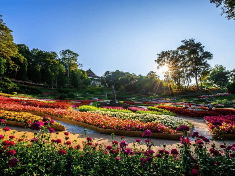Chiang Mai: Doi Tung, Doi Mae, Salong Day Trip With Driver - Morning Activities