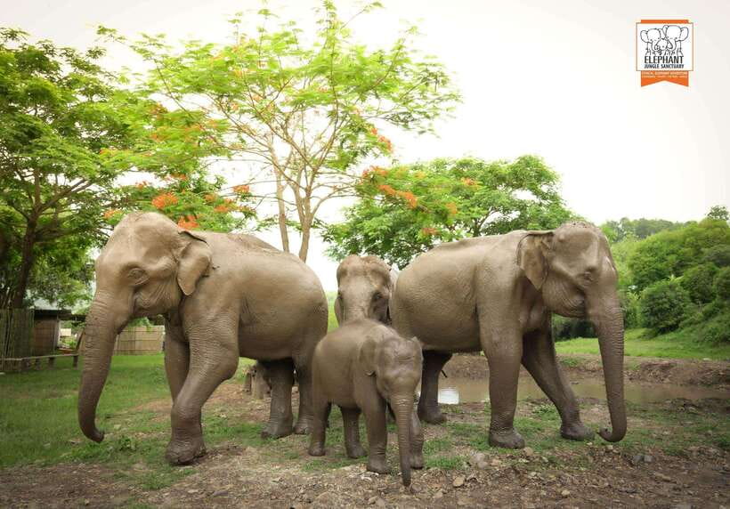 Chiang Mai Elephant Jungle Sanctuary &Mama Noi Cooking Class - Interacting With Elephants: Feeding and Bathing