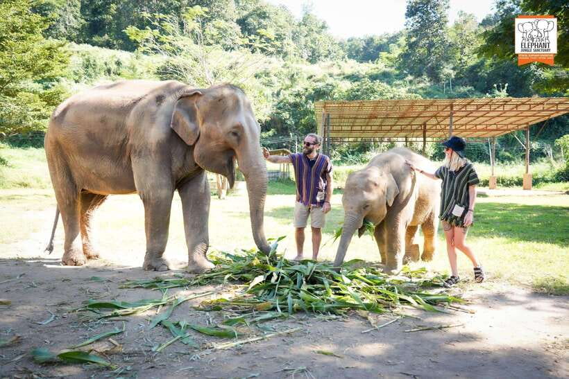 Chiang Mai Elephant Jungle Sanctuary &Mama Noi Cooking Class - Traditional Thai Lunch at the Sanctuary