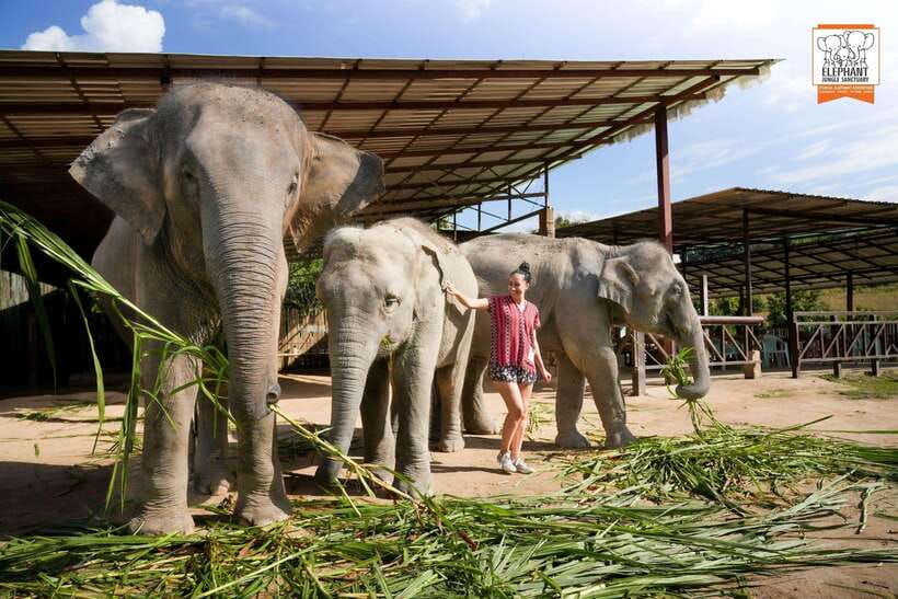 Chiang Mai Elephant Jungle Sanctuary &Mama Noi Cooking Class - Important Information for Participants