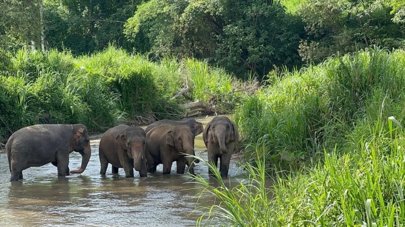 Chiang Mai: Elephant Sanctuary, Monk Trail & Doi Suthep Tour - Pon Elephant Thailand Activities