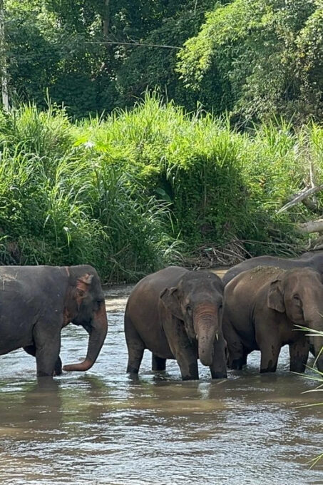 Chiang Mai: Elephant Sanctuary, Monk Trail & Doi Suthep Tour - Participant Guidelines