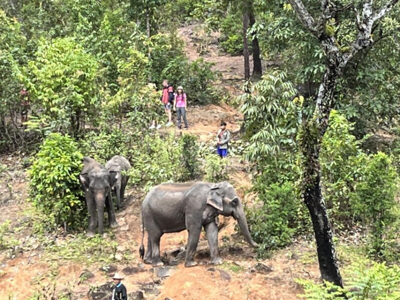 Chiang Mai: Elephant Sanctuary & Waterfall Group Tour - Key Points