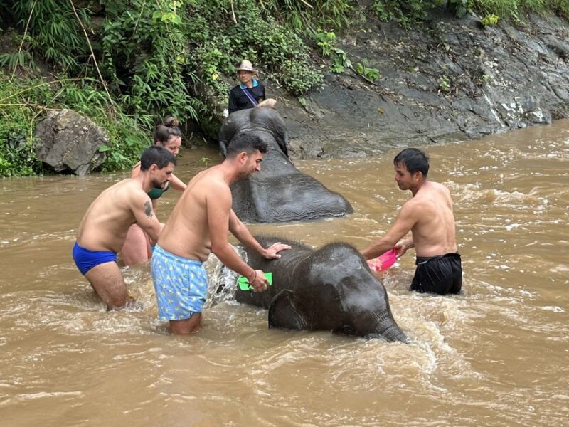 Chiang Mai: Elephant Sanctuary & Waterfall Group Tour - Elephant Care and History