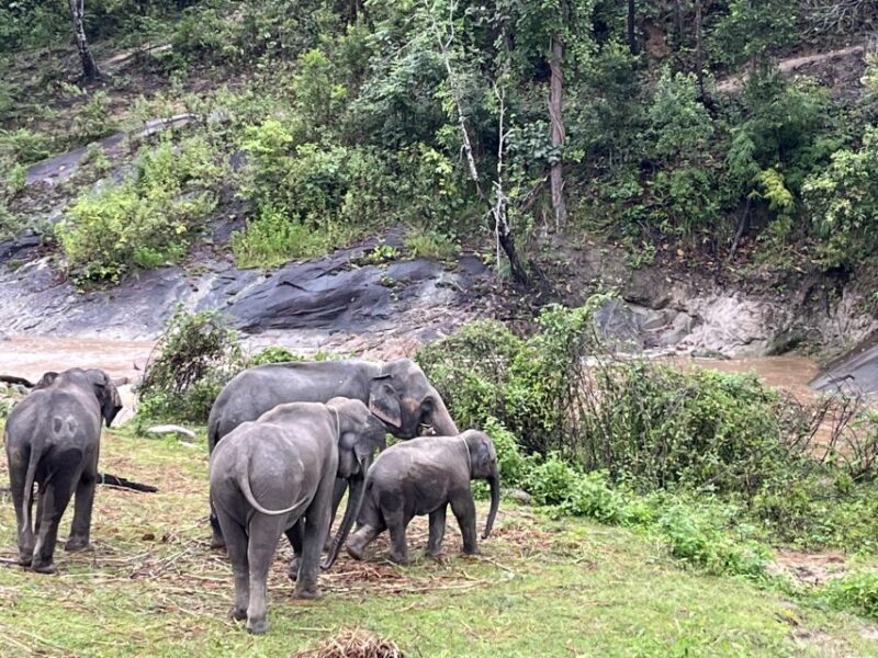 Chiang Mai: Elephant Sanctuary & Waterfall Group Tour - Bathing the Elephants