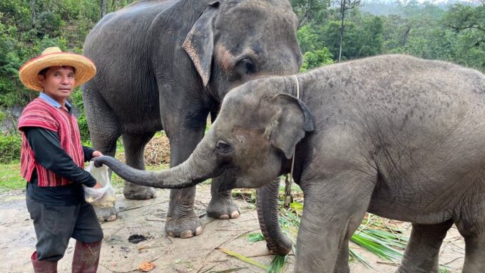 Chiang Mai: Elephant Sanctuary & Waterfall Group Tour - Included Amenities and Exclusions
