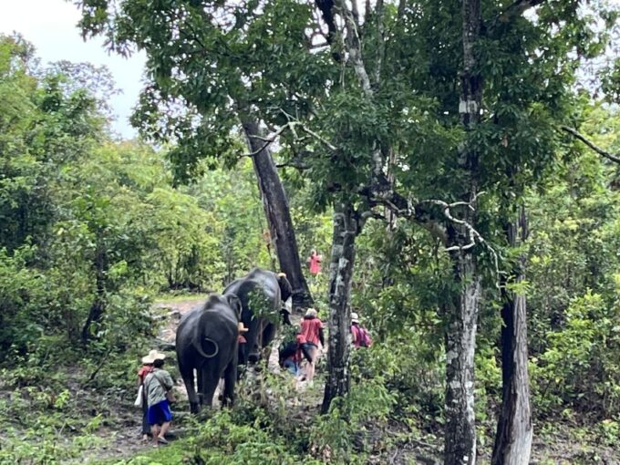 Chiang Mai: Elephant Sanctuary & Waterfall Group Tour - Preparation and Important Information