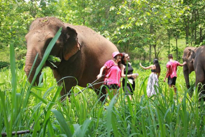Chiang Mai: Full Day Elephant Eco Park Tour + Bamboo Rafting - Frequently Asked Questions
