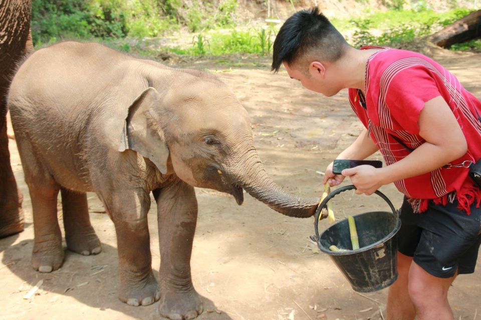 Chiang Mai: Full-Day Kerchor Elephant Eco Park Tour & Trek - Elephant Interaction and Bathing