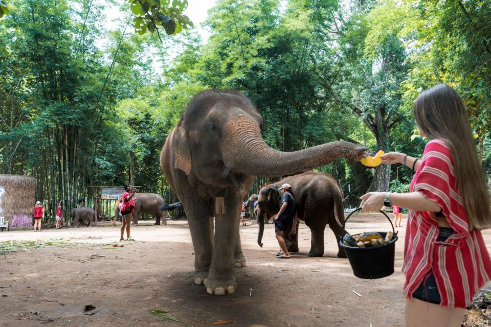 Chiang Mai: Full-Day Kerchor Elephant Eco Park Tour & Trek - Frequently Asked Questions