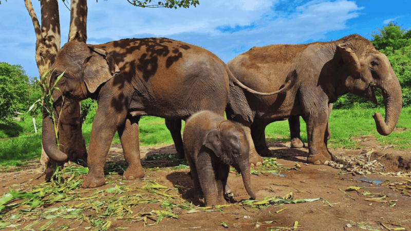 Chiang Mai: Half Day Living Green Elephant Sanctuary - Itinerary
