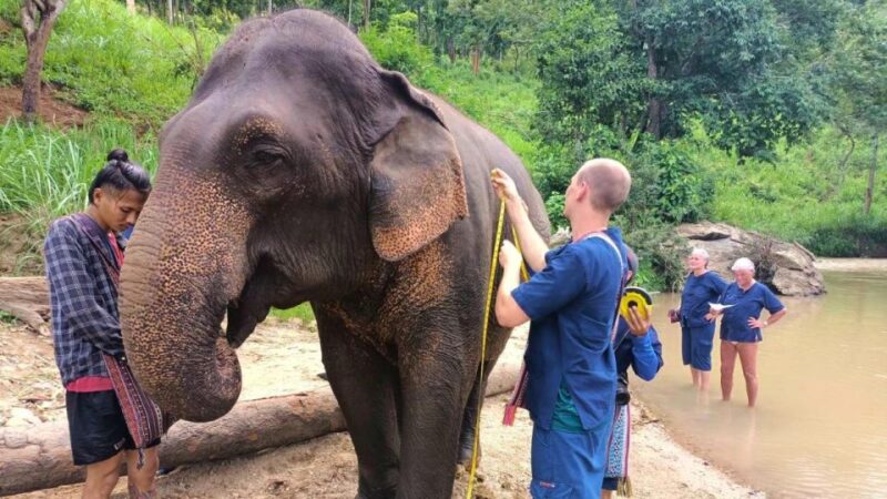 Chiang Mai Untouched Elephant: Nature Walk & Waterfall Trek - Hands-On Interaction With the Elephants