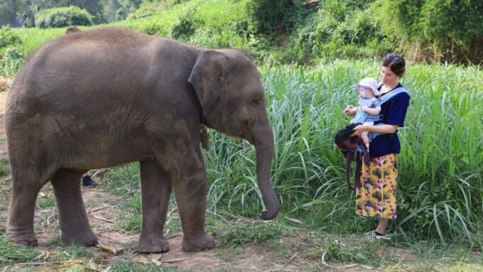 Chiang Mai Untouched Elephant: Nature Walk & Waterfall Trek - Customer Feedback and Ratings
