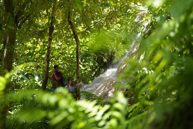 Chiang Mai:Sticky Waterfall Adventure and Bua Tong Huge Cave Tour - Itinerary Details