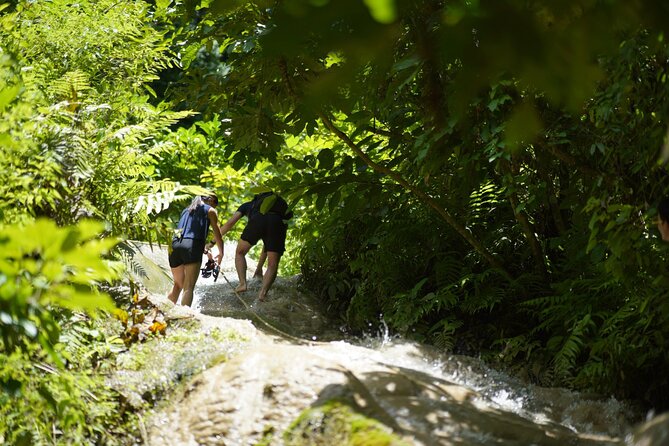 Chiang Mai:Sticky Waterfall Adventure and Bua Tong Huge Cave Tour - Guest Reviews and Recommendations