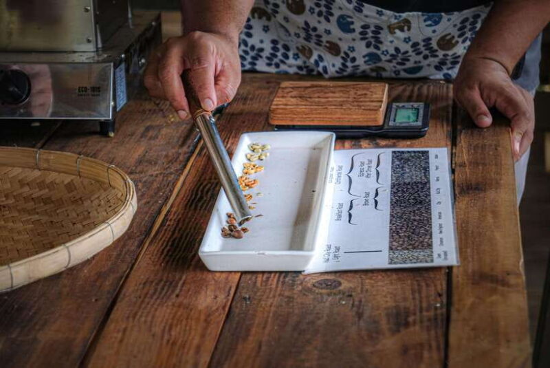 Chiangmai Hilltribe Coffee Forest : Trek Plant Roast & Brew - Trekking Through Coffee Plantations