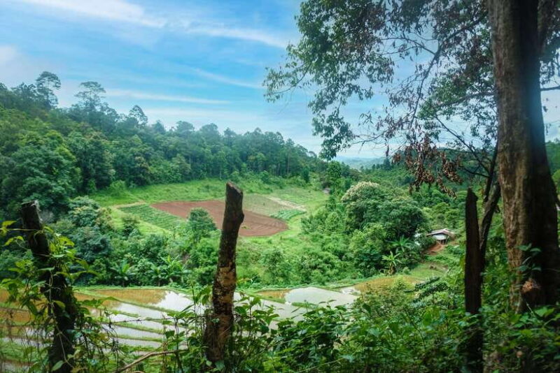 Chiangmai Hilltribe Coffee Forest : Trek Plant Roast & Brew - Planting a Coffee Tree for Sustainability