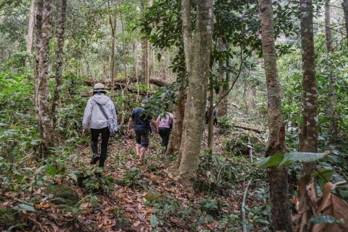 Chiangmai Hilltribe Coffee Forest : Trek Plant Roast & Brew - Frequently Asked Questions