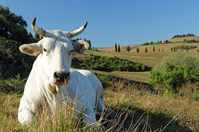 Chianina cattle Tour - A Deep Dive into the Chianina Cattle Tour