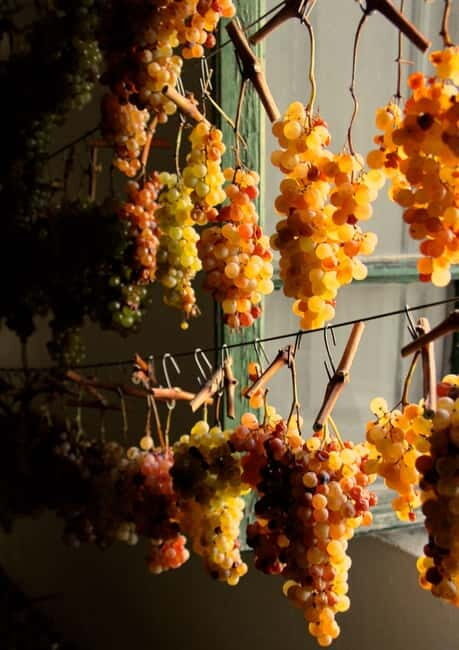 Chianti: Fattoria La Leccia - Guided Visit and Tasting - Key Points