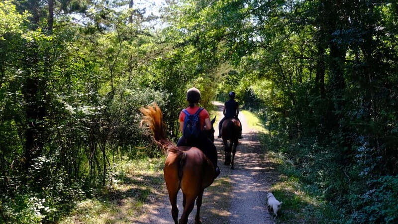 Chianti: Horseback Riding Through Vineyards and Woods - An In-Depth Look at the Chianti Horseback Tour