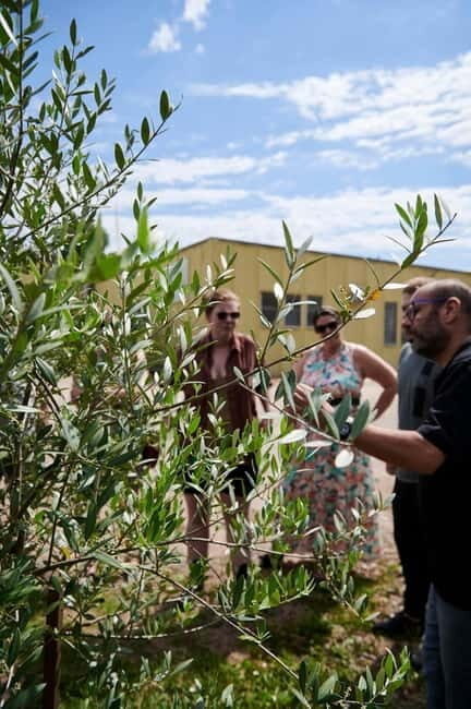 Chianti: Olive Mill Guided Tour with 3 Oil Tastings & Food - A Closer Look at the Olive Mill Tour
