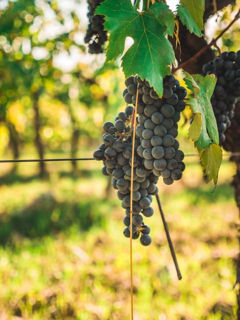 Chianti Organic Wine Tasting - Elevating the Senses: Tasting Notes