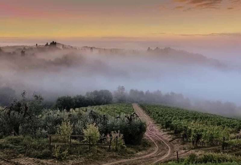 Chianti Wine Tour included meal & tasting at Winery (6hrs) - The Practicalities: Transportation, Timing, and Group Size