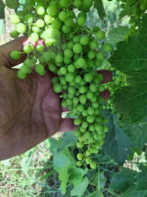 Chianti Wine Tour included meal & tasting at Winery (6hrs) - Who Will Love This Tour?
