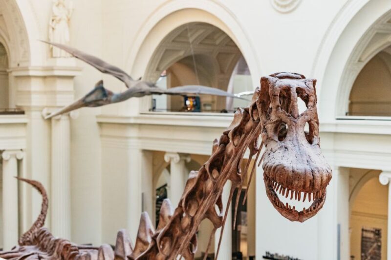 Chicago: Field Museum of Natural History Ticket or VIP Tour - An Overview of the Experience