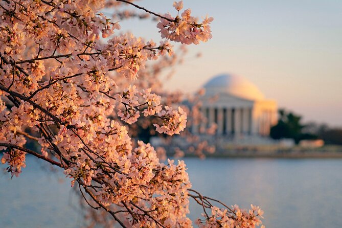 Chicago to Washington D.C. Cherry Blossom 3-Day Tour - Tour Itinerary