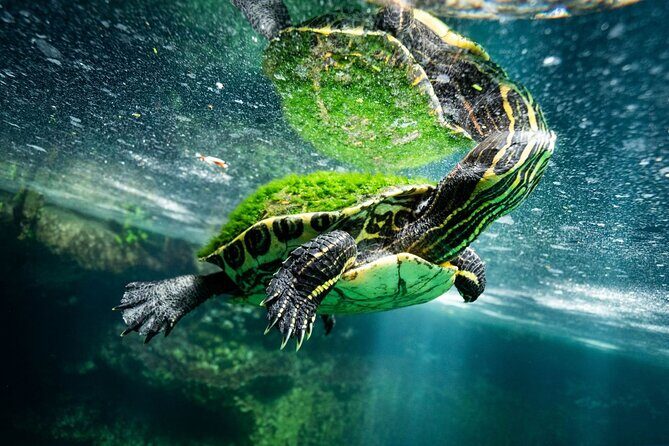 Chichén Itzá and Cenotes Day Trip with Traditional Lunch - The Sum Up: Who Will Love This Tour?  