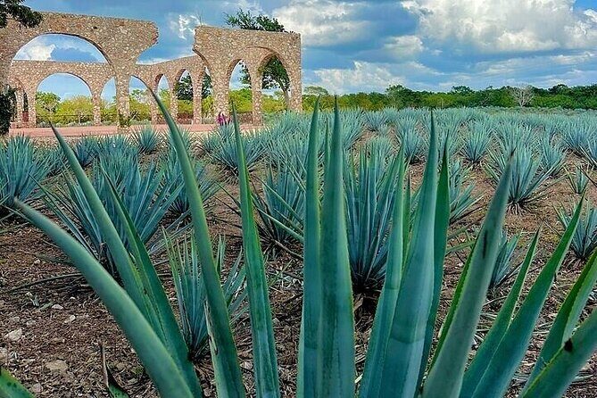 Chichen Itza, Cenote, Tequila and Valladolid Tour from Tulum - Final Thoughts