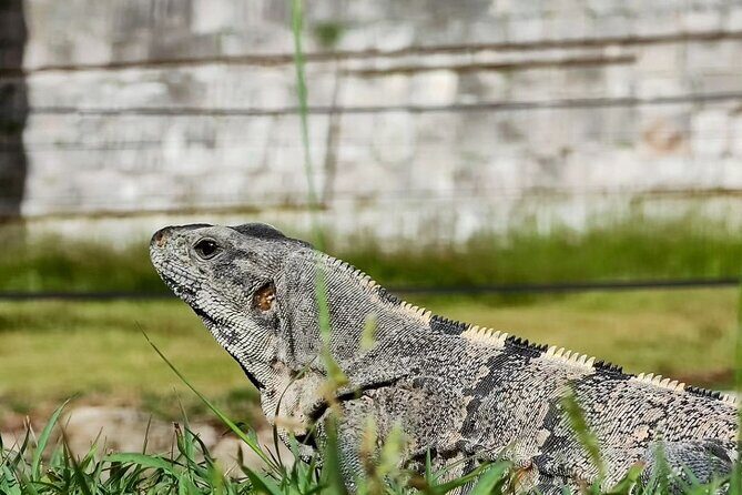 Chichen Itza, Mexican Buffet, Cenote & Valladolid guided Tour - The Sum Up: Is This Tour Right for You?