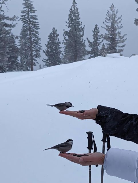 Chickadee Ridge Beginner Snowshoeing Hike - Recap
