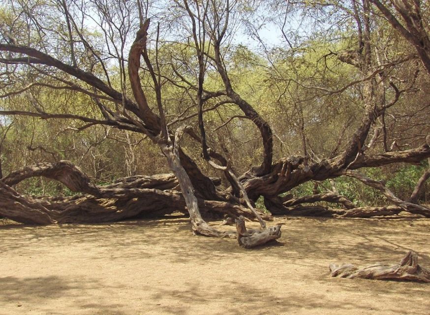 Chiclayo: Pomac Forest Historic Sanctuary & Sican Museum - Duration and Schedule