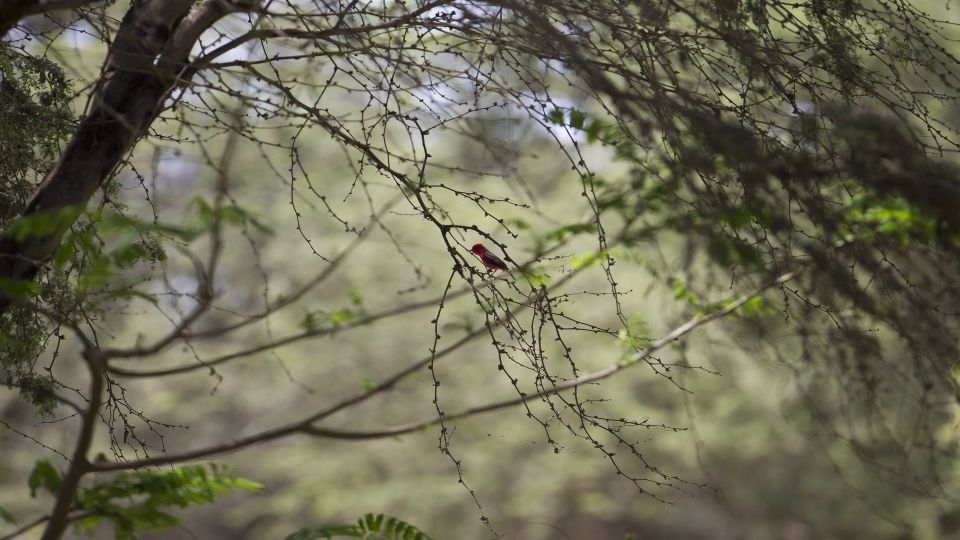 Chiclayo: Pomac Forest Historic Sanctuary & Sican Museum - Experience Highlights