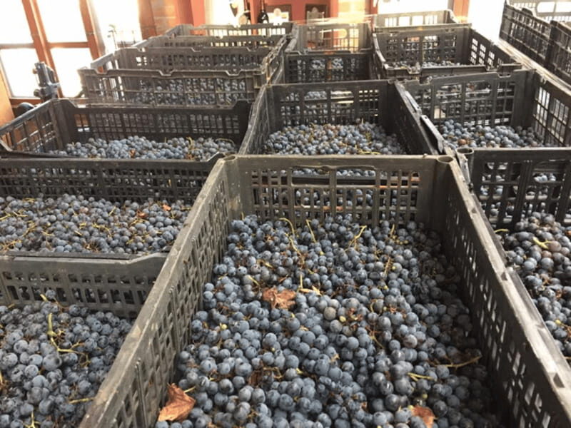 Chihuahua: Elemental Wine Experience with Tasting and Tour - An Introduction to the Elemental Wine Experience