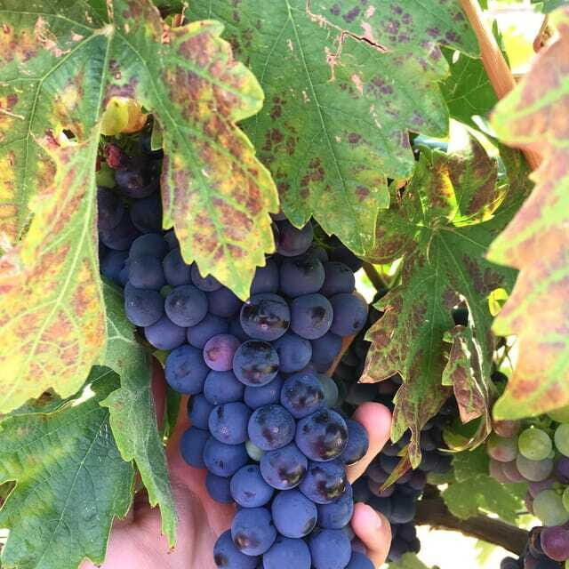 Chihuahua: Elemental Wine Experience with Tasting and Tour - Why We Think This Tour Offers Good Value