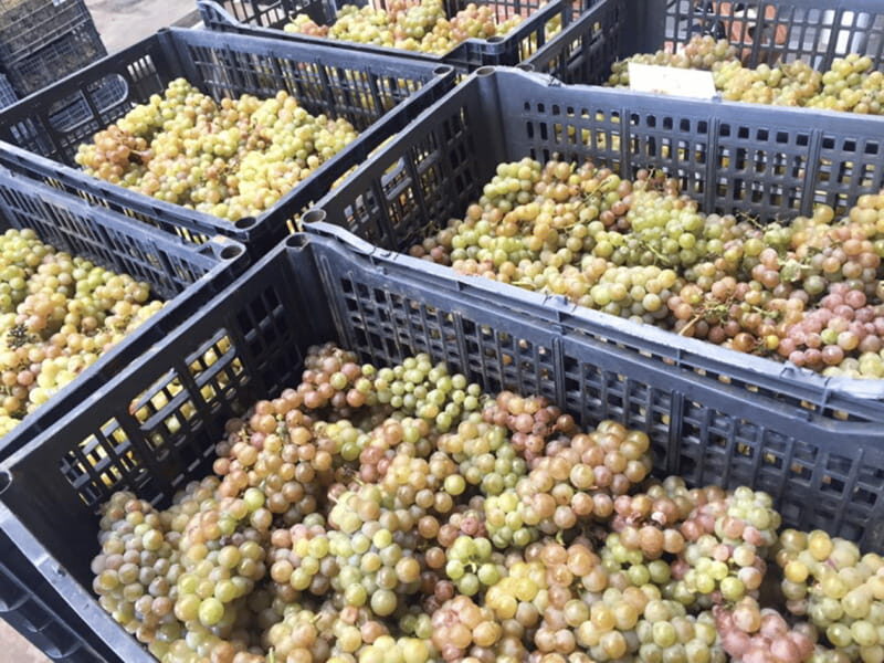 Chihuahua: Insignia Winery Wine Tasting Experience - Final Thoughts