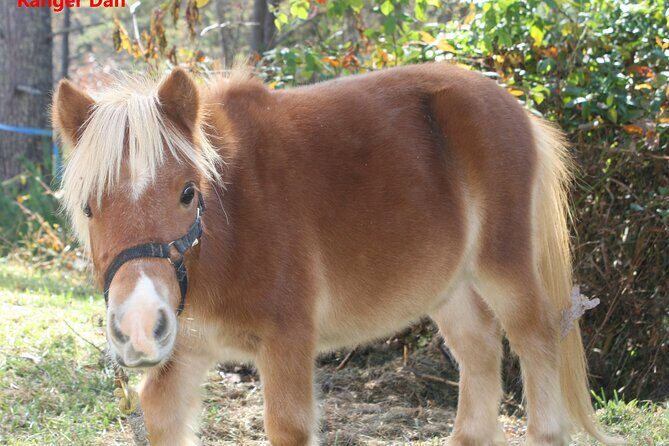 Children Mini Horse Rides - FAQ