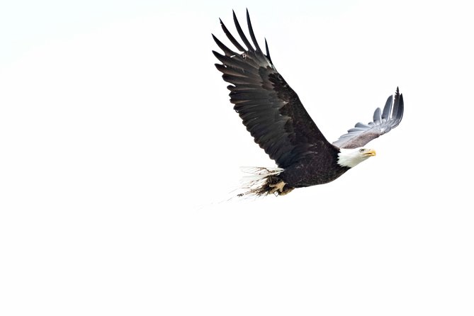 Chilkoot Wilderness and Wildlife Viewing - 6.5 Hrs From Skagway - Pricing and Reviews