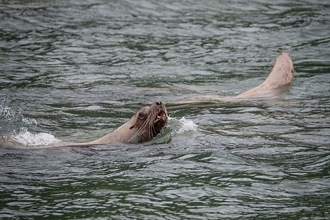 Chilkoot Wilderness and Wildlife Viewing - 6.5 Hrs From Skagway - Wildlife and Natural Scenery