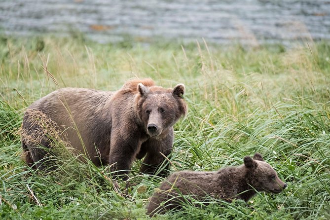 Chilkoot Wilderness and Wildlife Viewing - 6.5 Hrs From Skagway - Cultural Sites