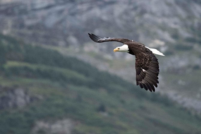 Chilkoot Wilderness and Wildlife Viewing - 6.5 Hrs From Skagway - Guest Experiences and Feedback