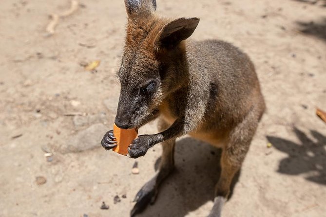 Chillagoe Caves and Outback Day Trip From Cairns - Wildlife Encounters