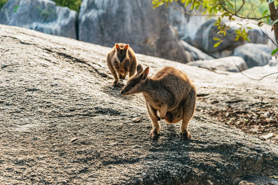 Chillagoe Caves and Outback From Cairns Full-Day Tour - Highlights